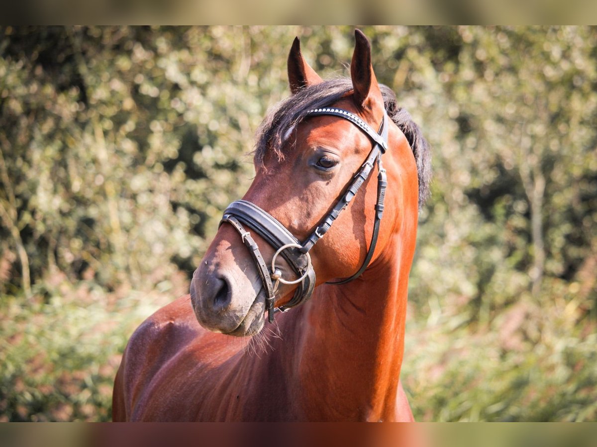 PRE Mix Gelding 4 years 15,1 hh Brown in Lisserbroek