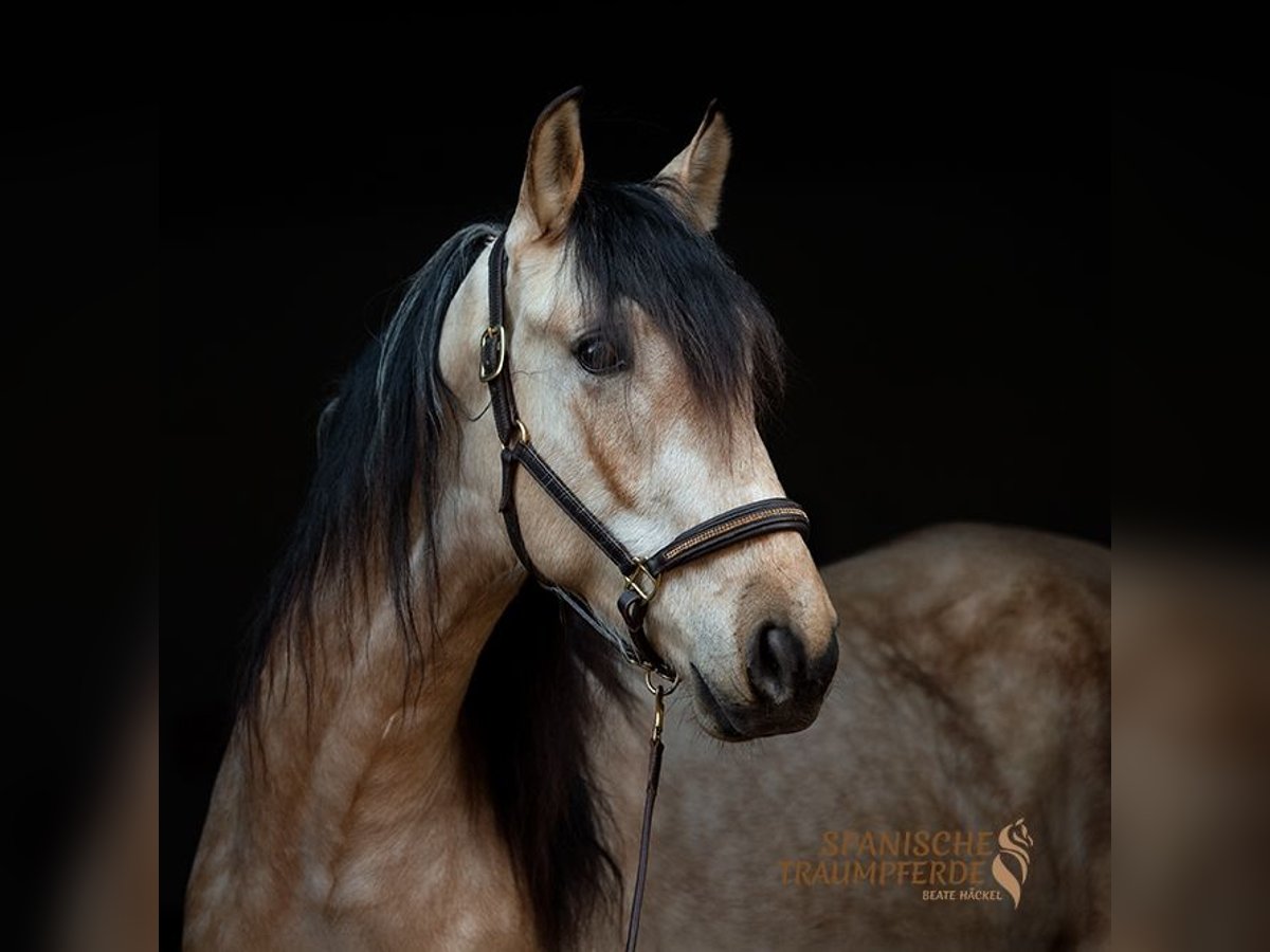 PRE Gelding 4 years 15,1 hh Dun in Traventhal
