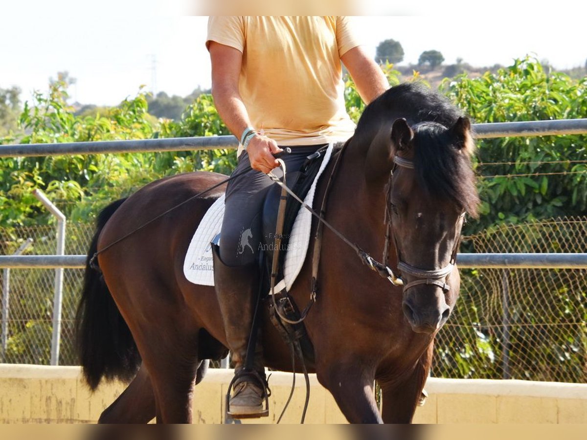 PRE Gelding 4 years 15,2 hh Black in Provinz Malaga