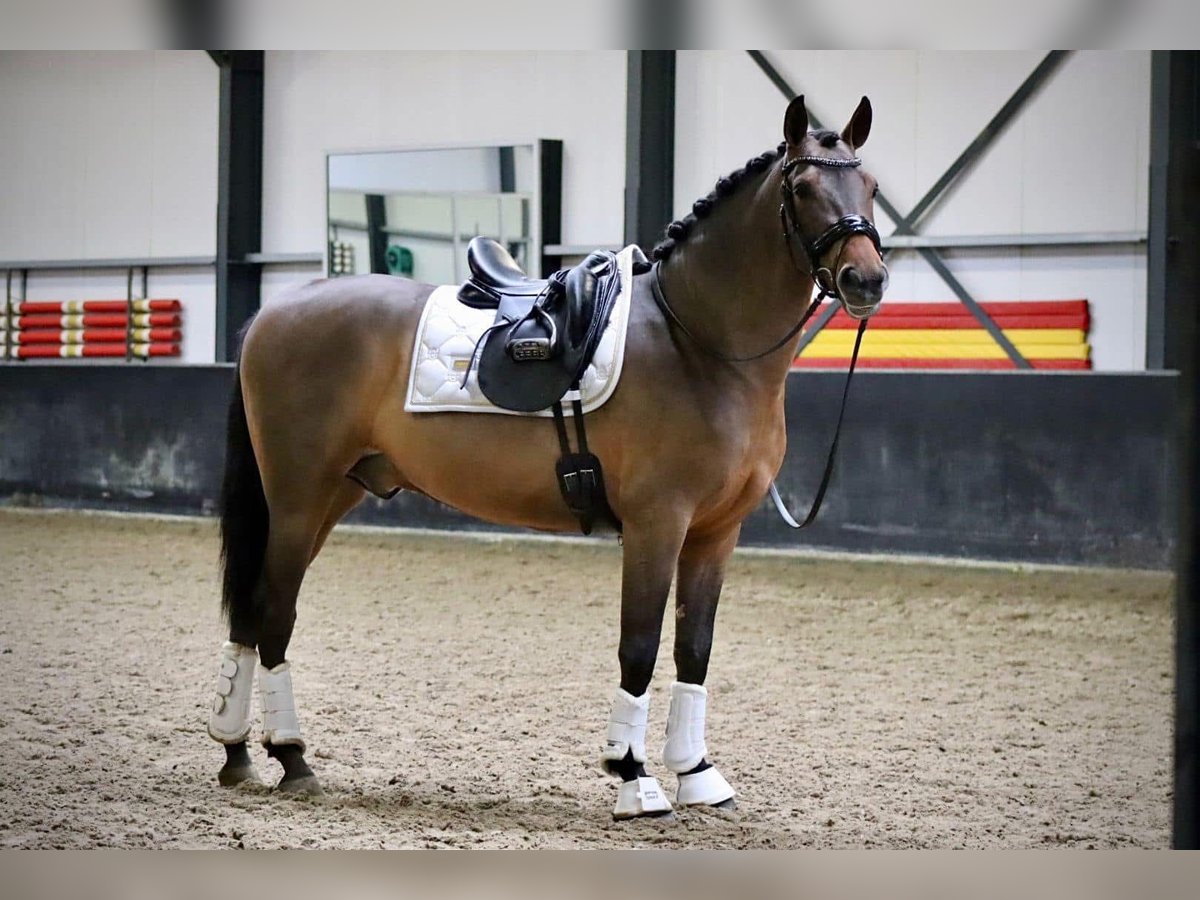 PRE Mix Gelding 4 years 15,2 hh Brown in Grebenhain