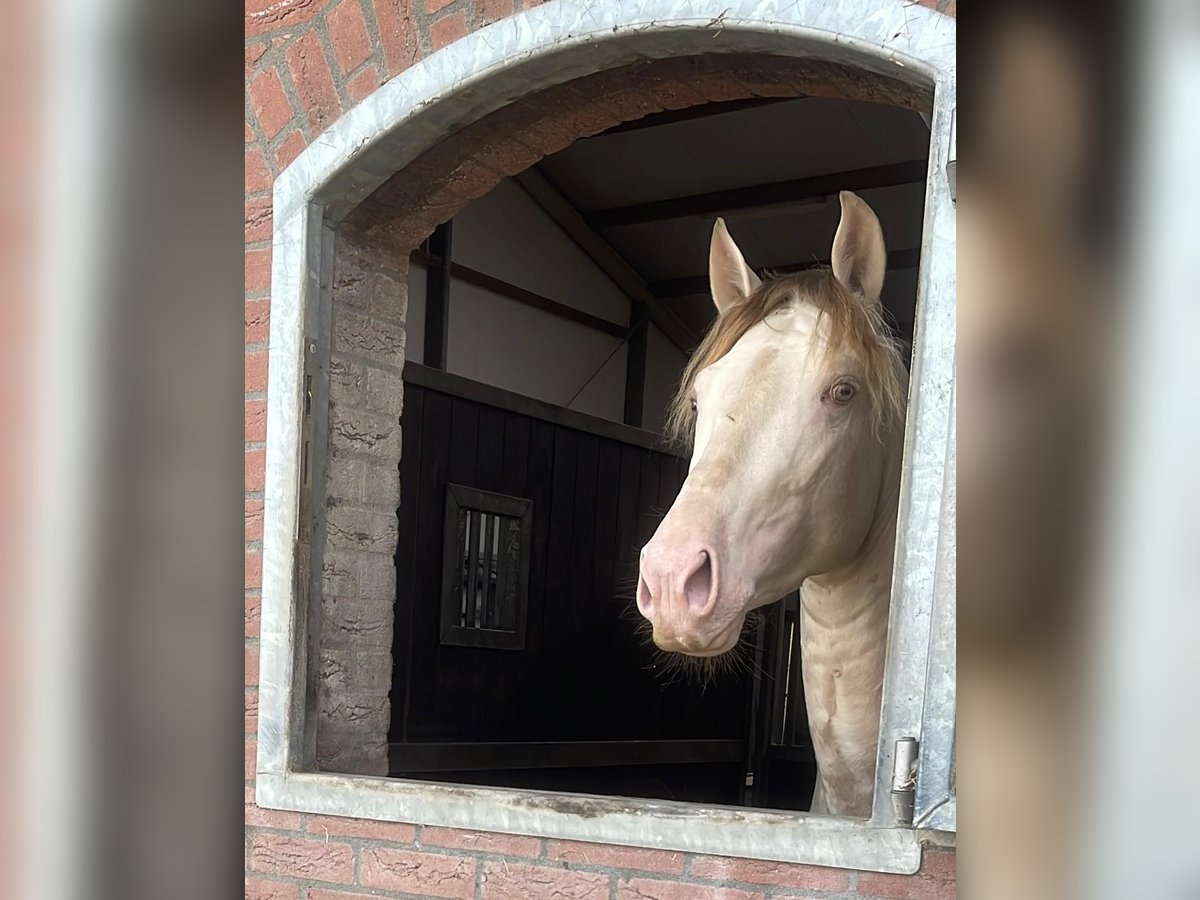 PRE Mix Gelding 4 years 15,2 hh Cremello in Ommeren