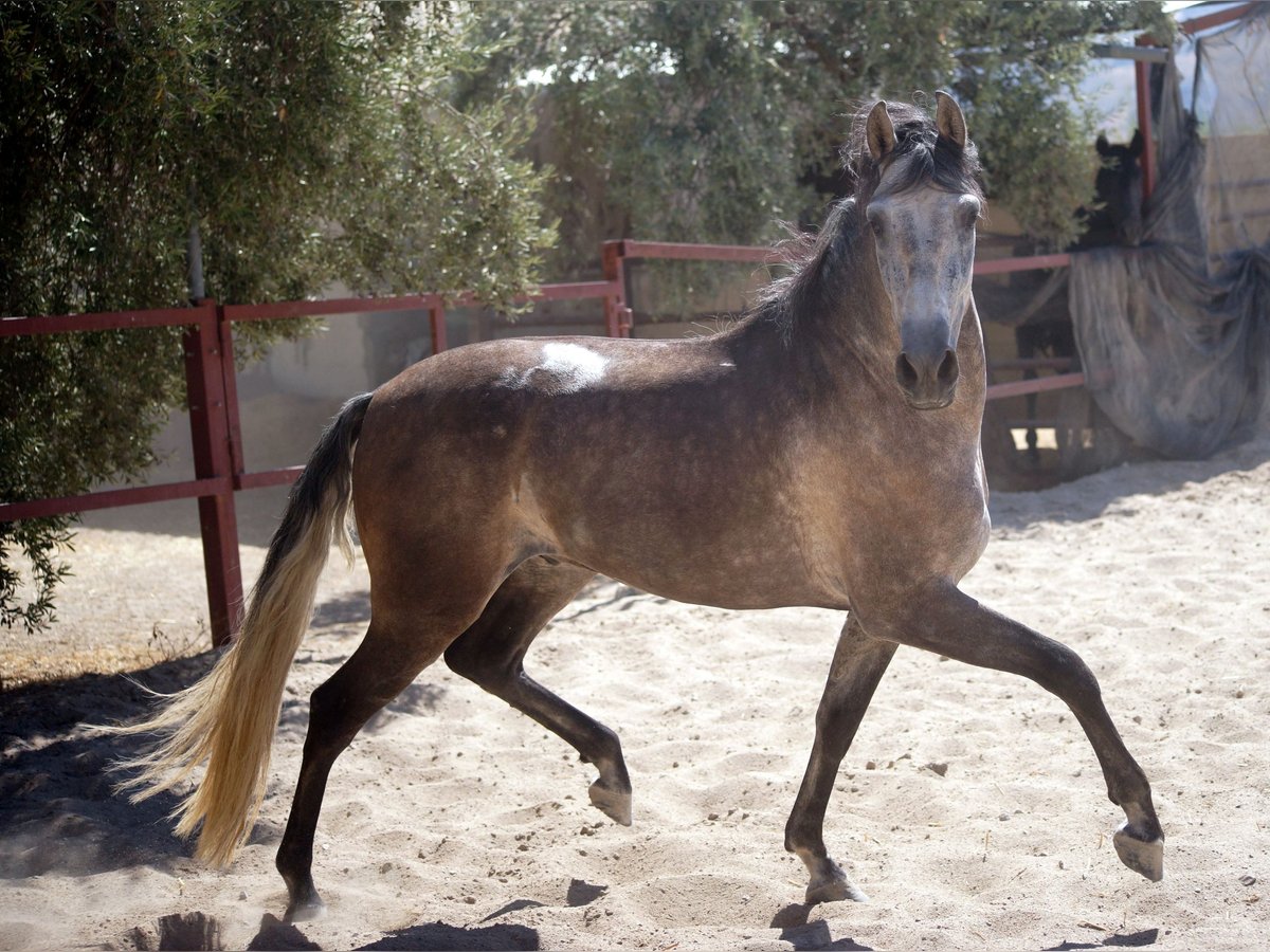 PRE Gelding 4 years 15,2 hh Gray in Pruna