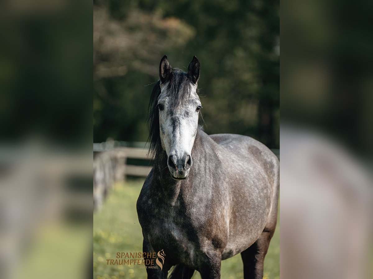 PRE Mix Gelding 4 years 15,2 hh Gray in Traventhal