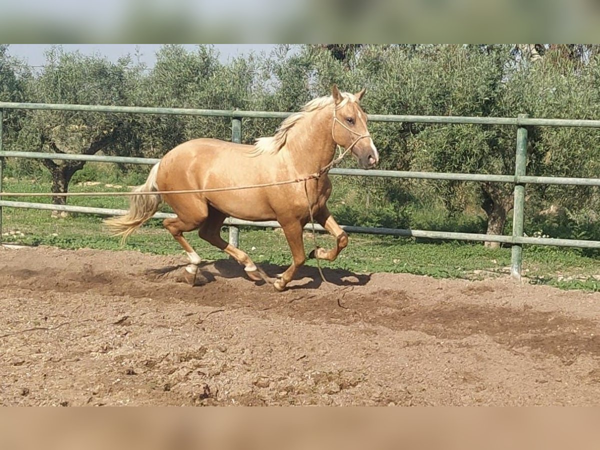 PRE Gelding 4 years 15,2 hh Palomino in Torre Pacheco