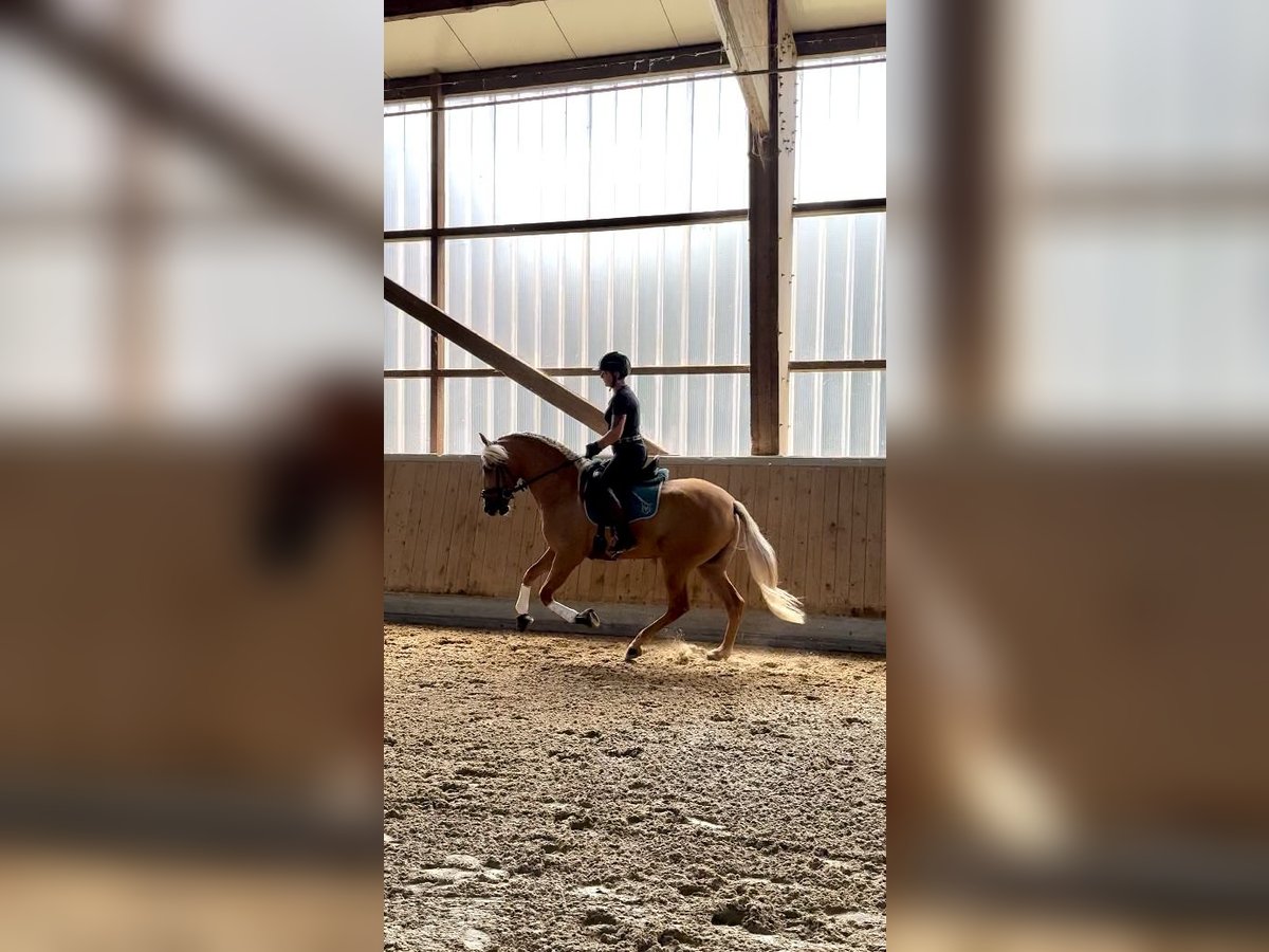 PRE Mix Gelding 4 years 15,2 hh Palomino in Warendorf