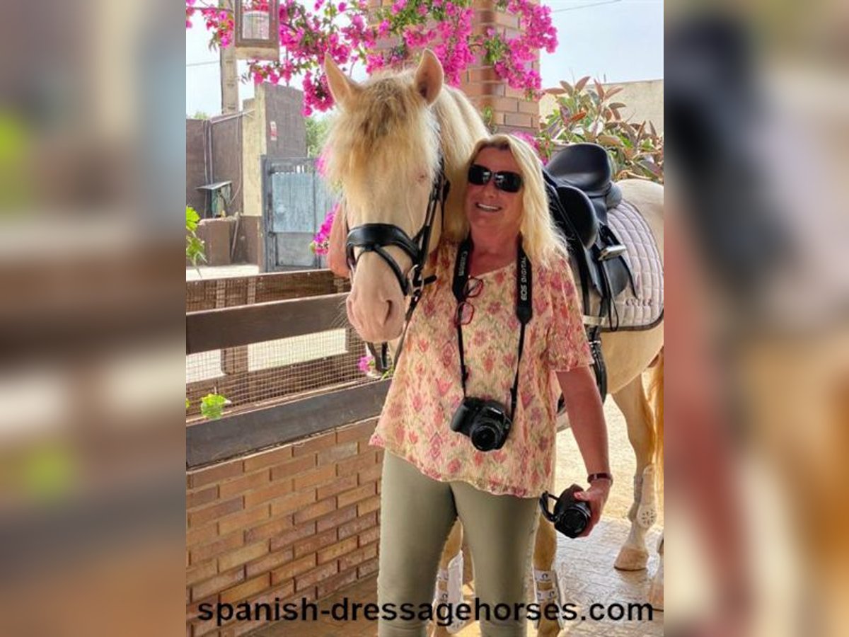 PRE Mix Gelding 4 years 15,2 hh Perlino in Barcelona