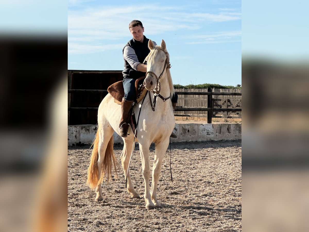 PRE Gelding 4 years 15,2 hh Perlino in Kolbermoor