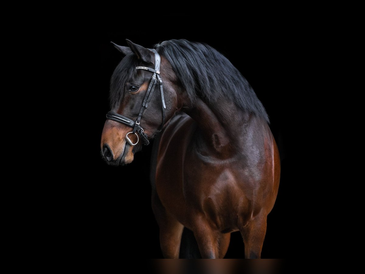 PRE Gelding 4 years 15,2 hh Smoky-Black in Windhagen