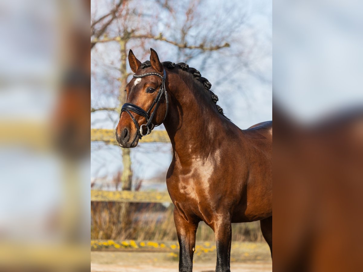 PRE Mix Gelding 4 years 15,3 hh Brown in Sm