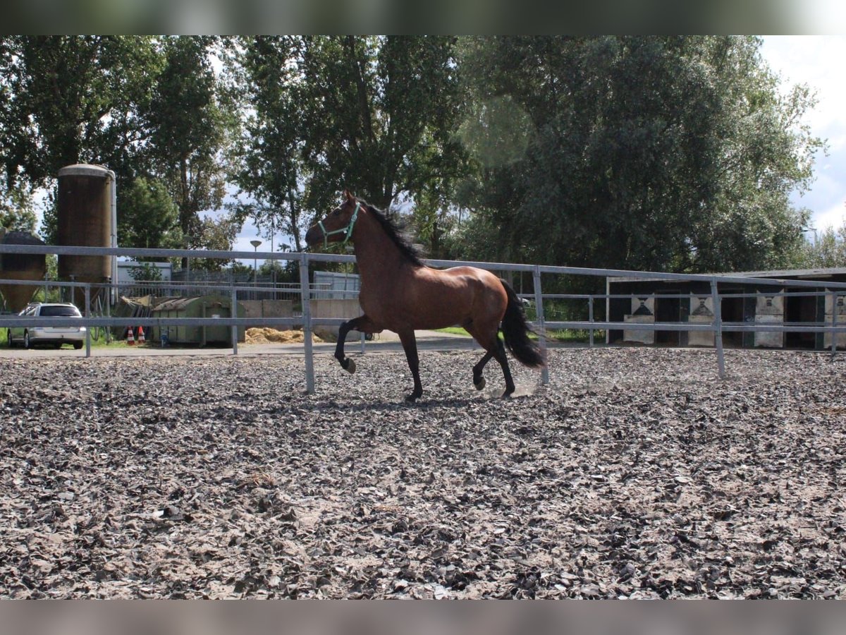 PRE Gelding 4 years 15,3 hh Brown in Den Haag