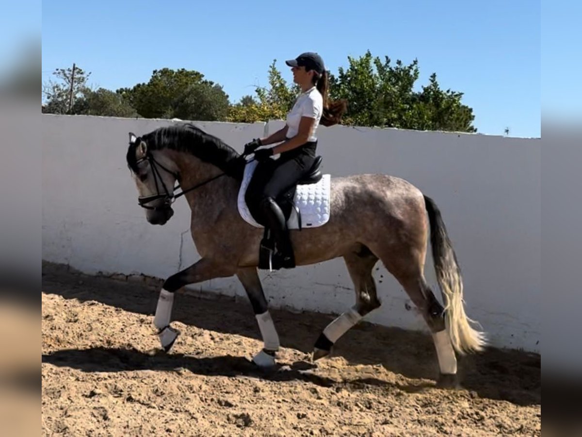 PRE Mix Gelding 4 years 15,3 hh Gray-Dapple in Martfeld