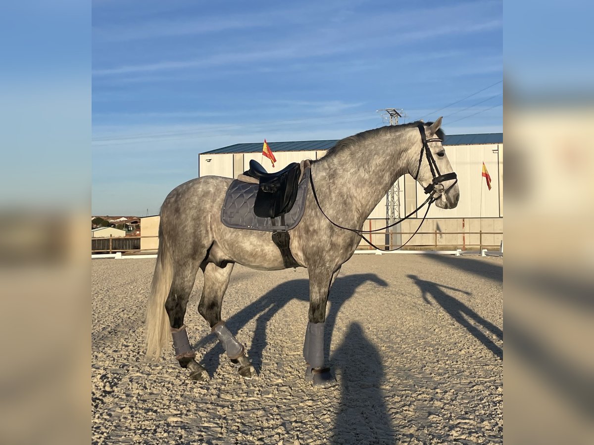 PRE Mix Gelding 4 years 15,3 hh Gray in Valladolid