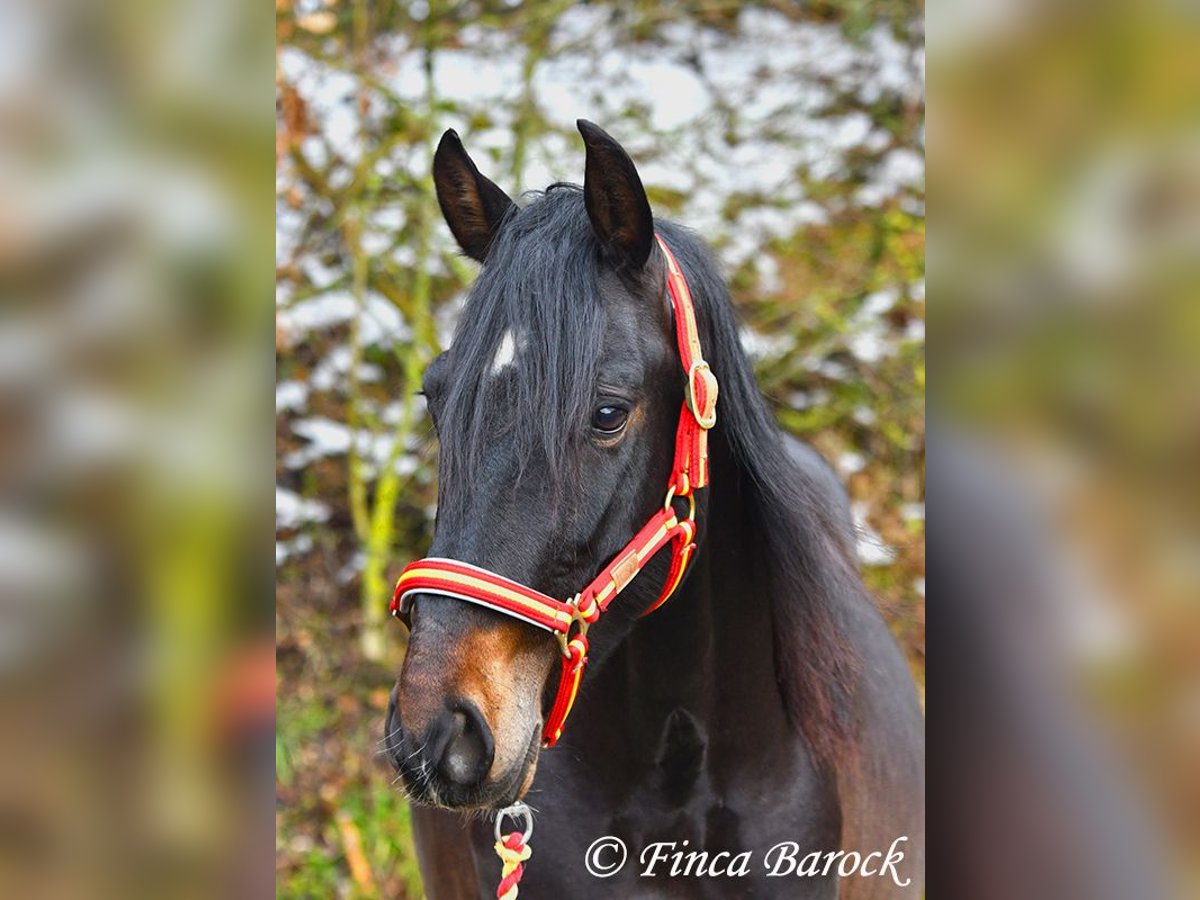 PRE Gelding 4 years 15 hh Black in Wiebelsheim