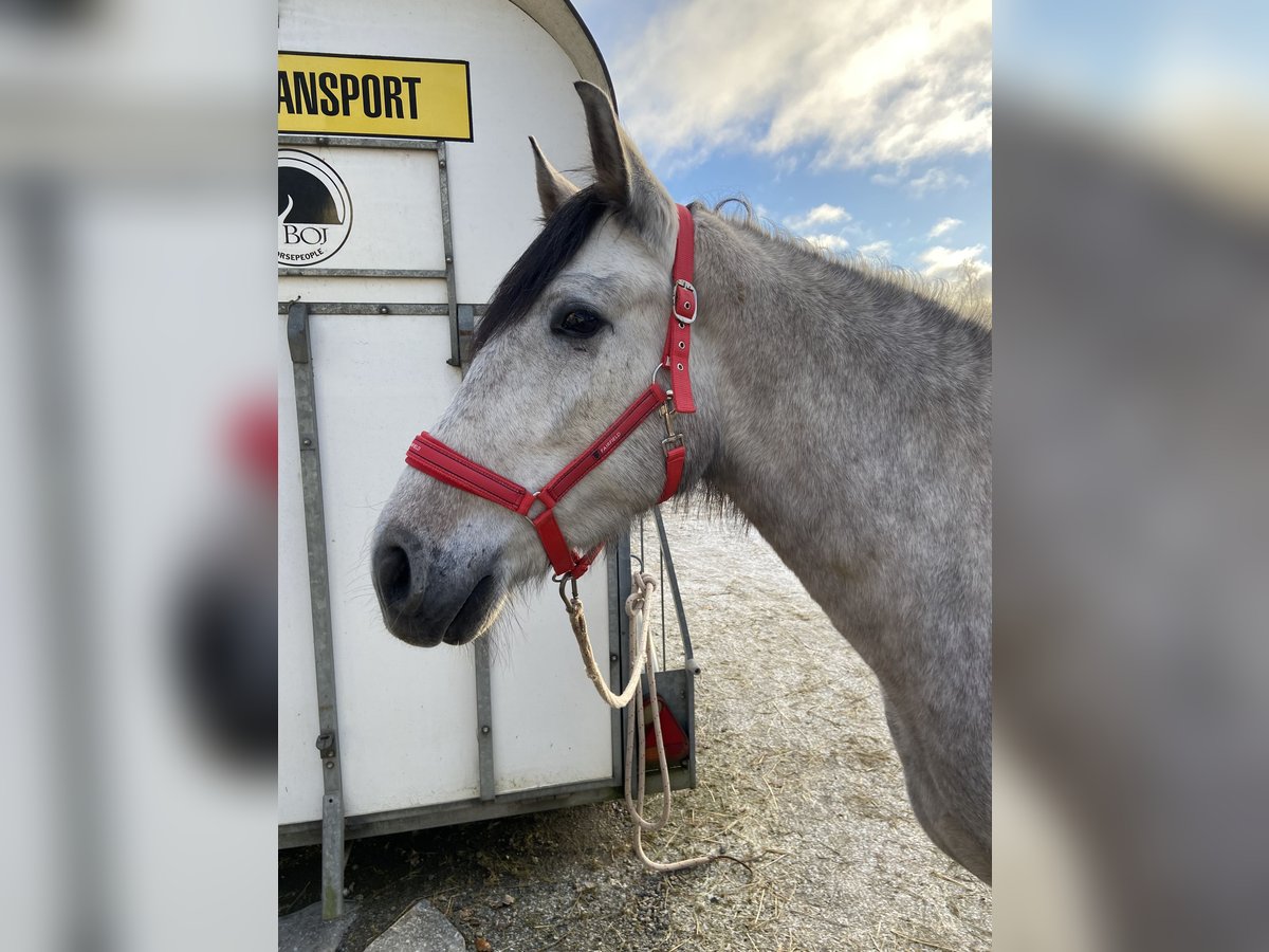 PRE Mix Gelding 4 years 15 hh Gray-Dark-Tan in Bredared