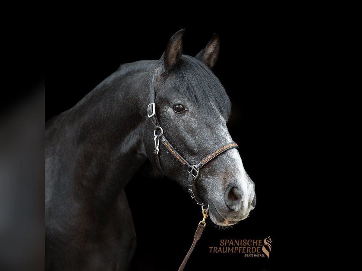 PRE Gelding 4 years 15,1 hh Gray-Dark-Tan in Traventhal