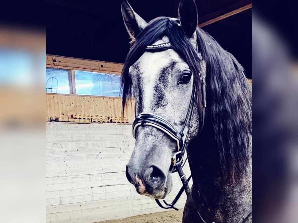 PRE Mix Gelding 4 years 15,1 hh Grey-Blue-Tan in Affoltern am Albis