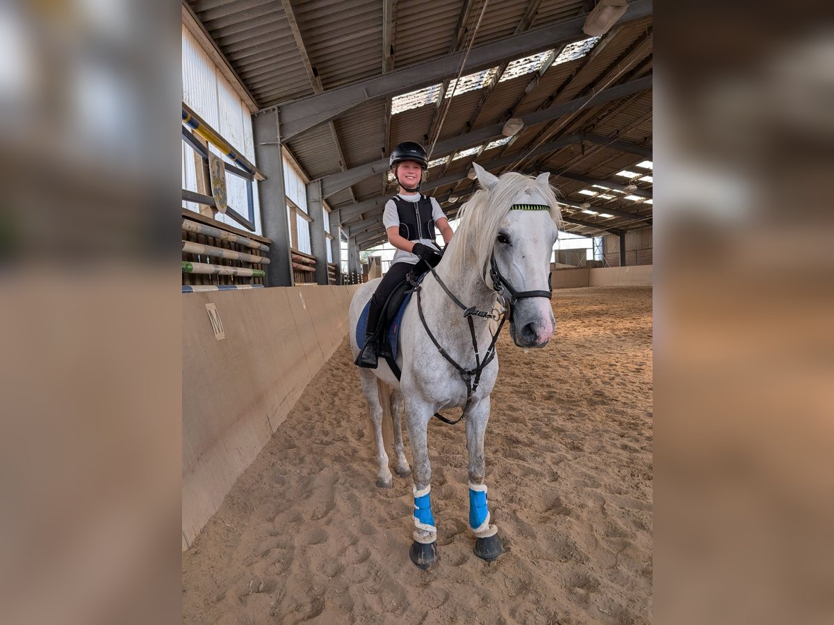 PRE Mix Gelding 4 years 15,1 hh Grey-Dapple in Rommerskirchen