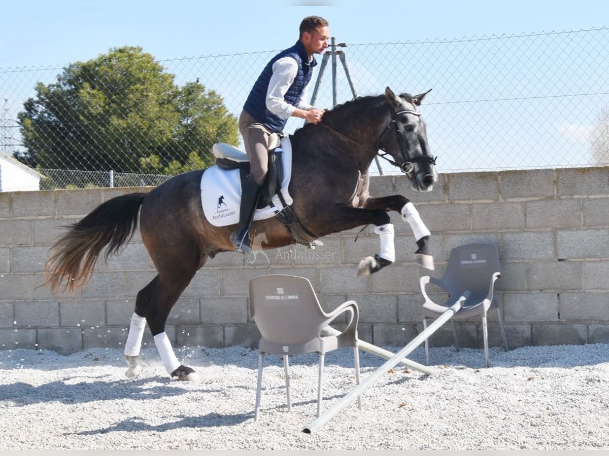 PRE Gelding 4 years 15,1 hh Grey in Provinz Granada