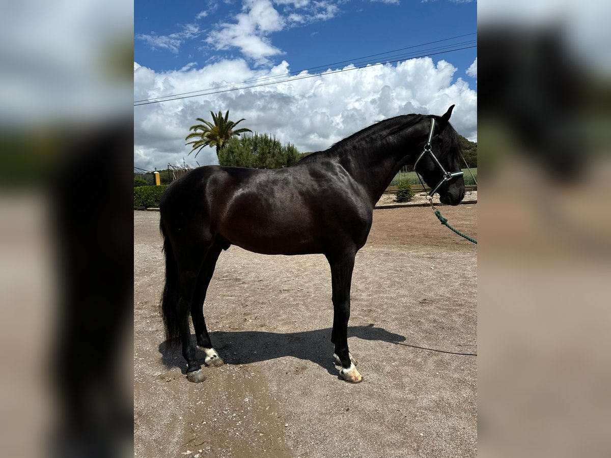 PRE Mix Gelding 4 years 15,2 hh Black in Hamburg