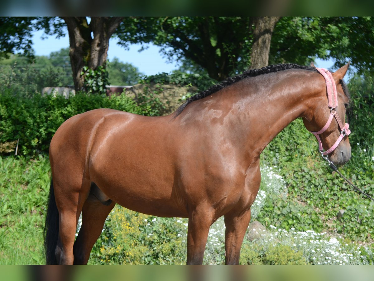 PRE Mix Gelding 4 years 15,2 hh Brown in Frankfurt am Main