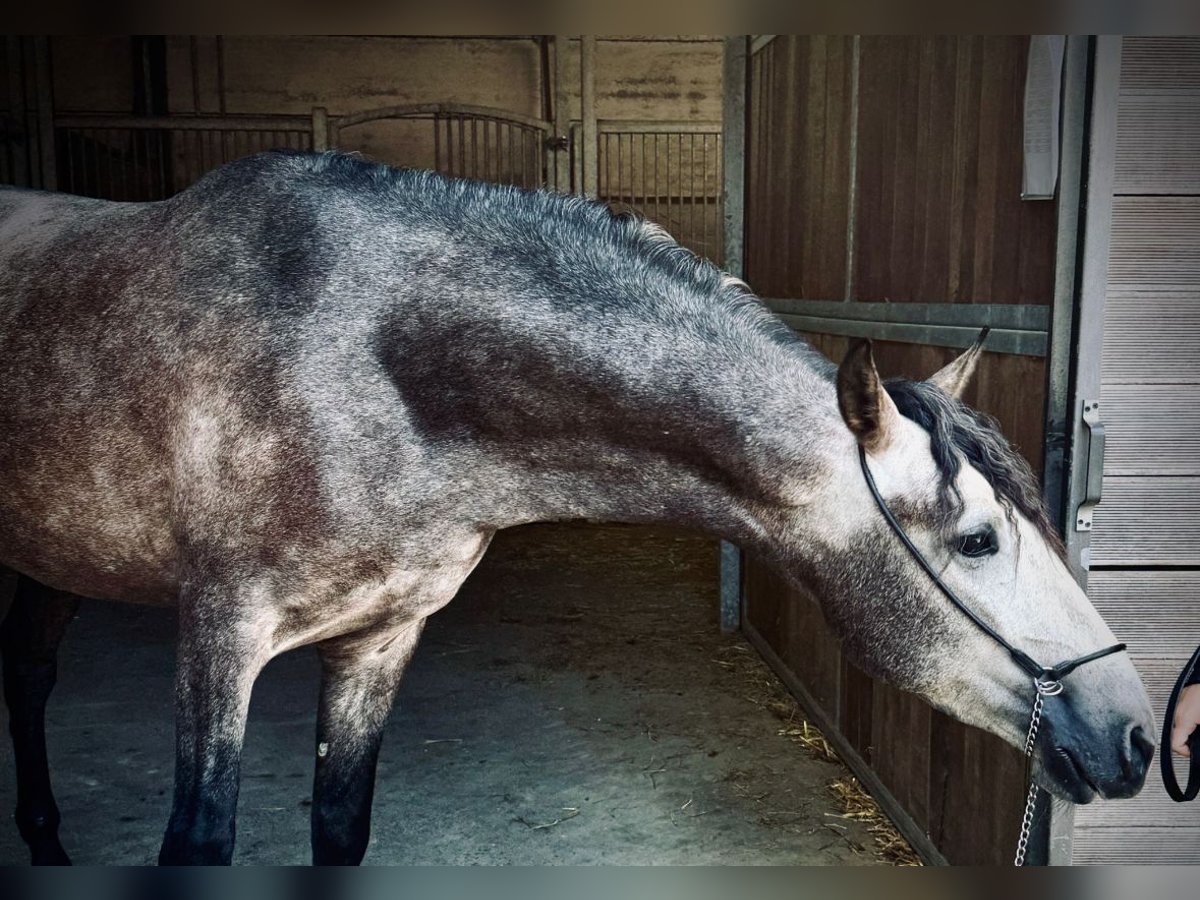 PRE Mix Gelding 4 years 15,2 hh Gray-Dapple in Trier