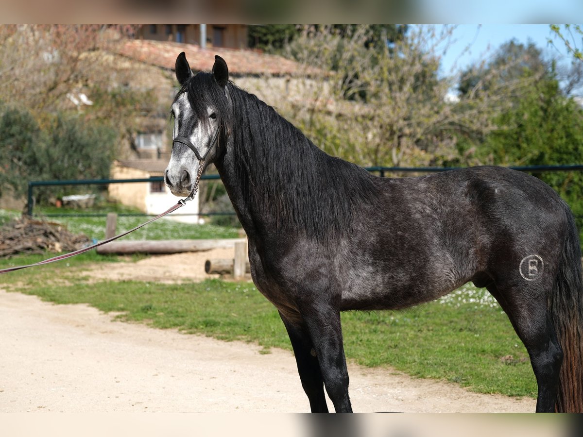 PRE Mix Gelding 4 years 15,2 hh Gray-Dapple in Hamburg