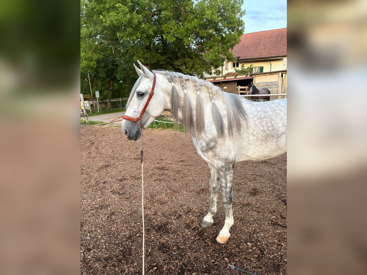 PRE Mix Gelding 4 years 15,2 hh Gray in Aeugst am Albis