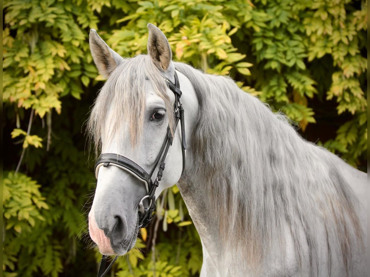 PRE Mix Gelding 4 years 15,2 hh Grey in Aeugst am Albis