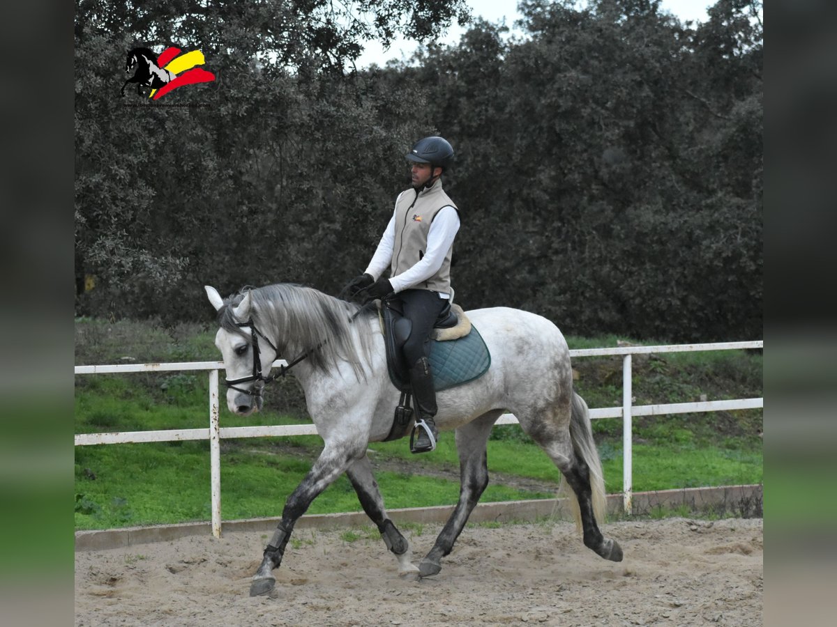 PRE Gelding 4 years 16,1 hh Gray-Dapple in El Real De La Jara, Sevilla