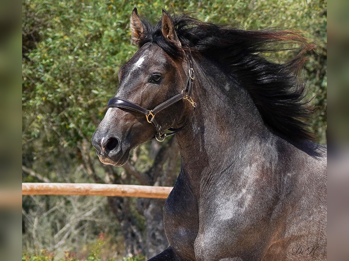 PRE Gelding 4 years 16,1 hh Gray in Manacor