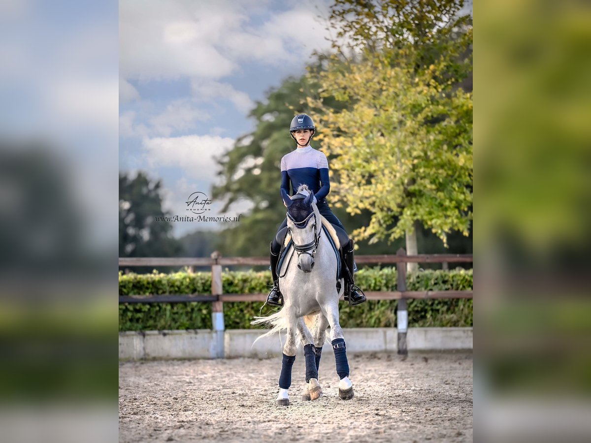 PRE Gelding 4 years 16,1 hh Gray in Luyksgestel