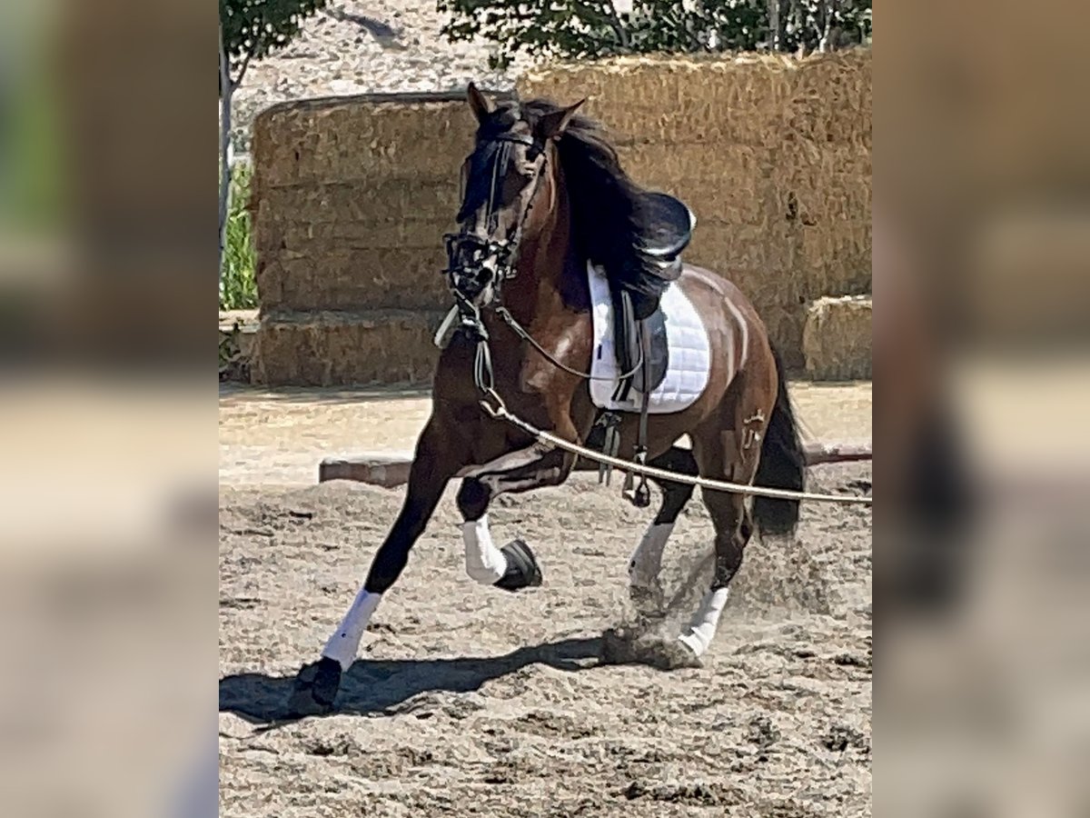 PRE Mix Gelding 4 years 16 hh Black in Granada