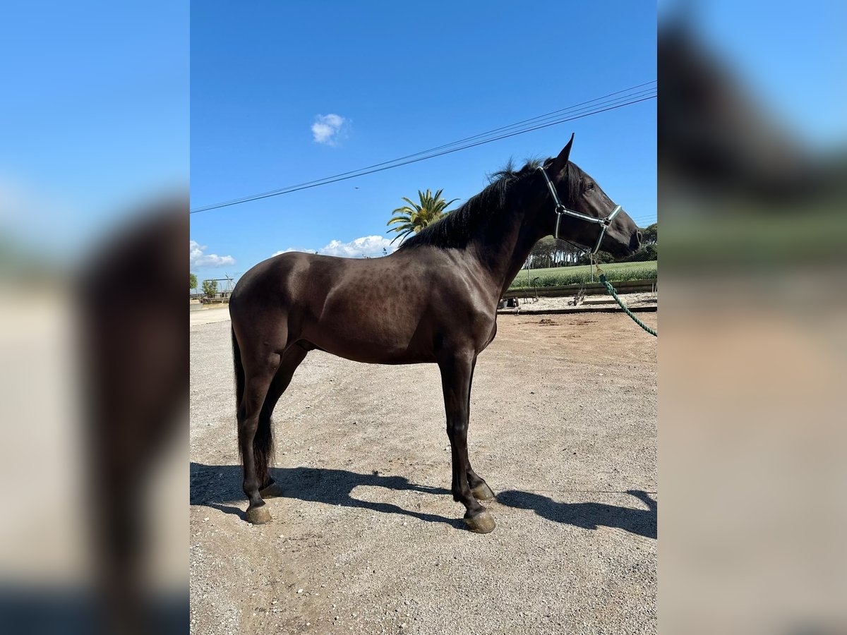 PRE Mix Gelding 4 years 16 hh Black in Hamburg