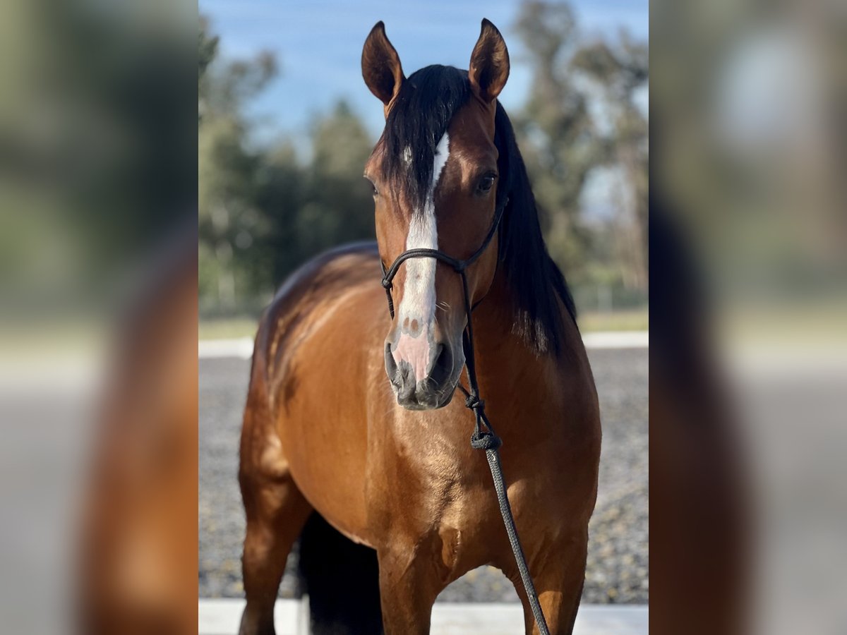 PRE Gelding 4 years 16 hh Brown in Malaga