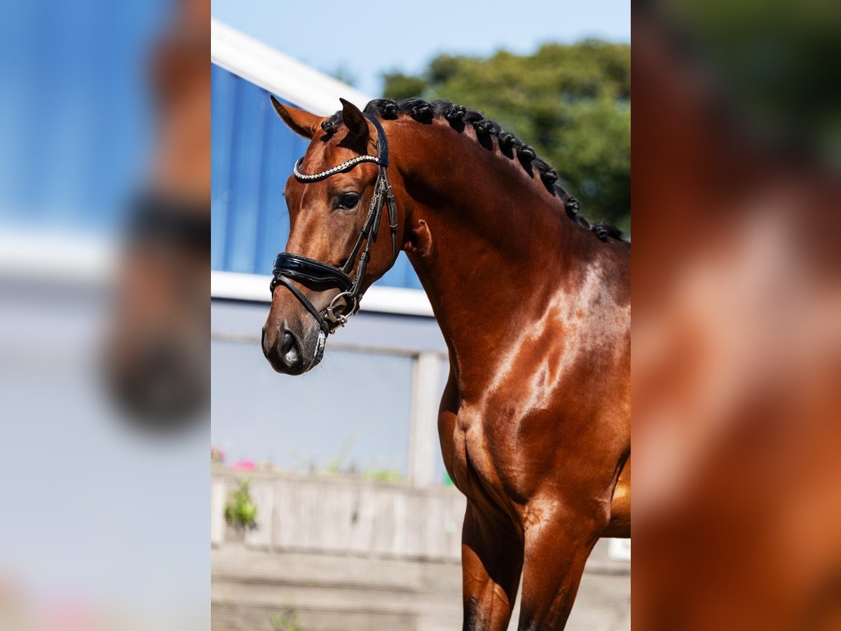 PRE Gelding 4 years 16 hh Brown in Poeldijk