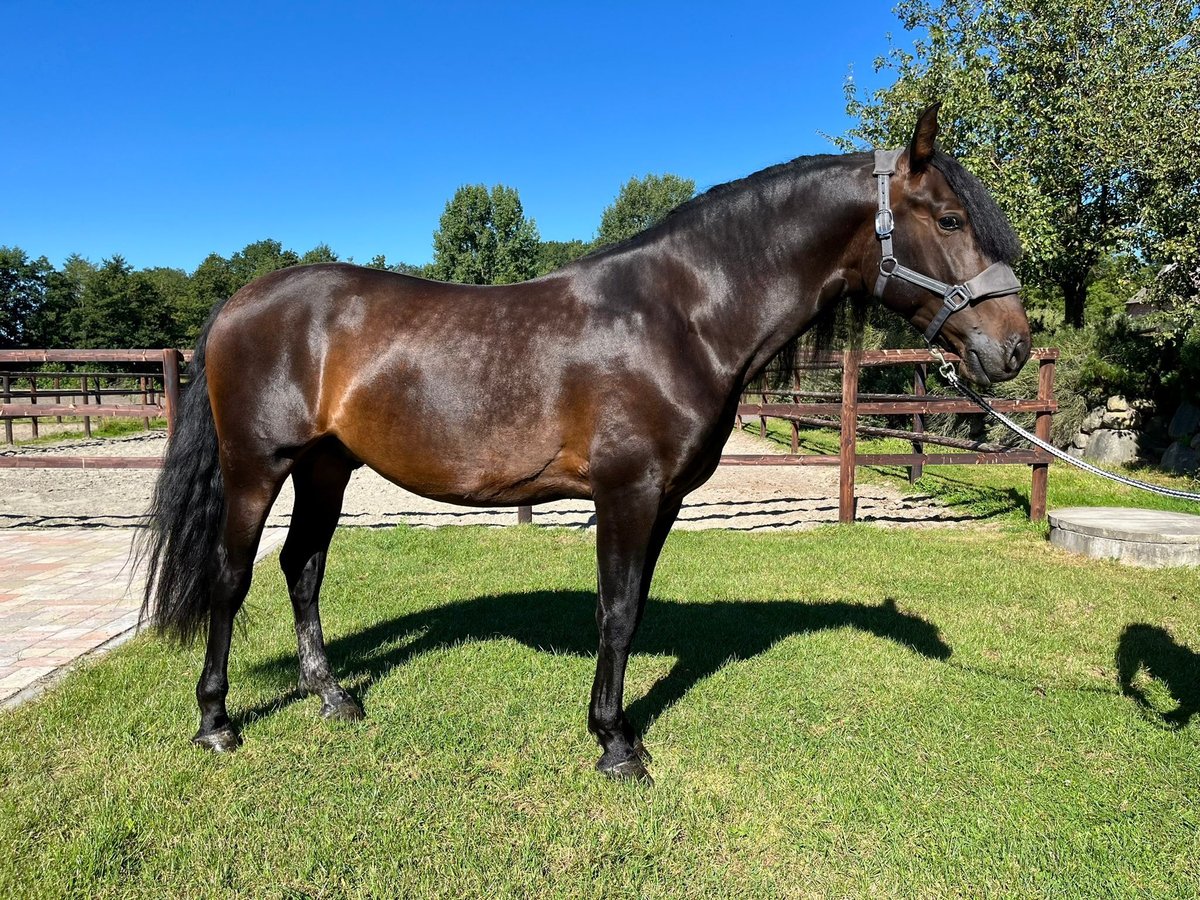 PRE Mix Gelding 4 years 16 hh Brown in Wacken