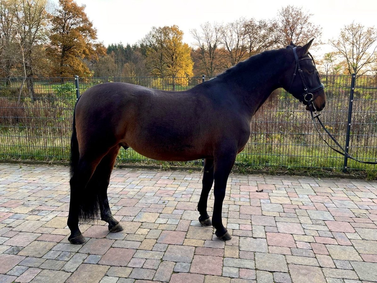 PRE Mix Gelding 4 years 16 hh Brown in Wacken