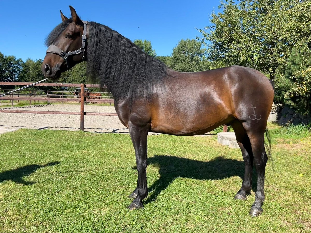 PRE Mix Gelding 4 years 16 hh Brown in Wacken