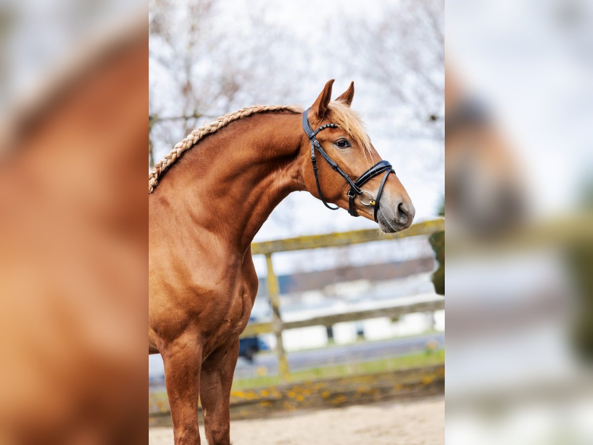 PRE Mix Gelding 4 years 16 hh Chestnut-Red in Sm