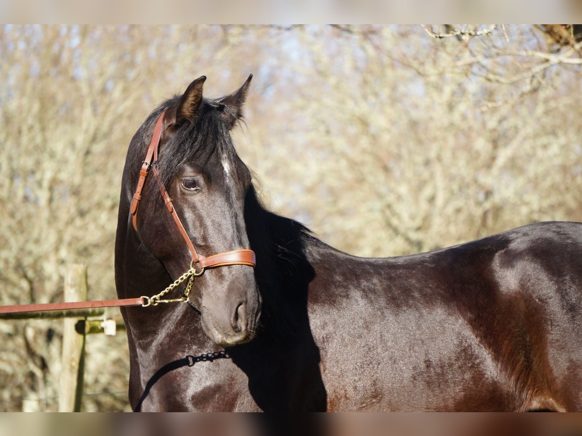 PRE Gelding 4 years 16 hh in Ourense