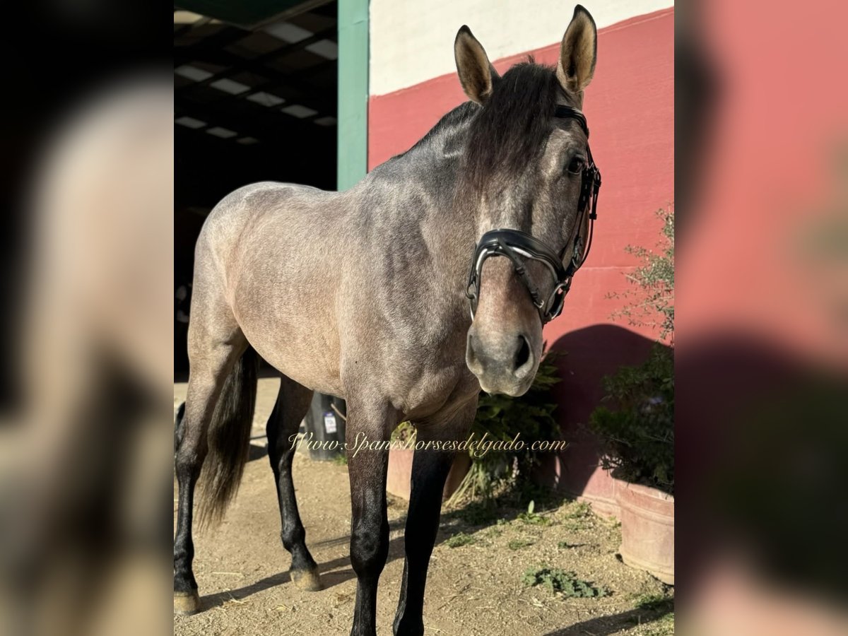 PRE Mix Gelding 4 years 16 hh Gray in Benalmadena (Pueblo)
