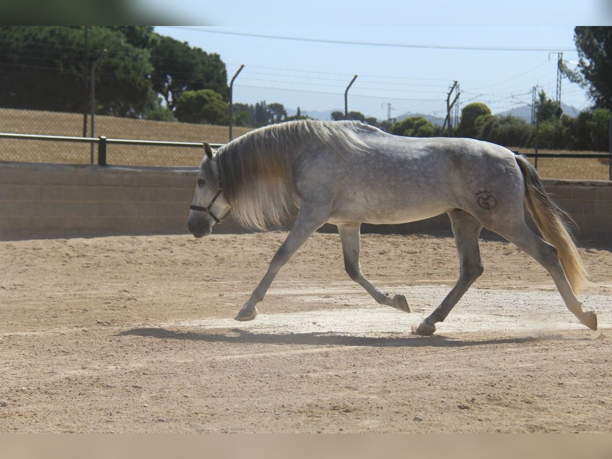 PRE Mix Gelding 4 years 16 hh Gray-Dapple in Hamburg