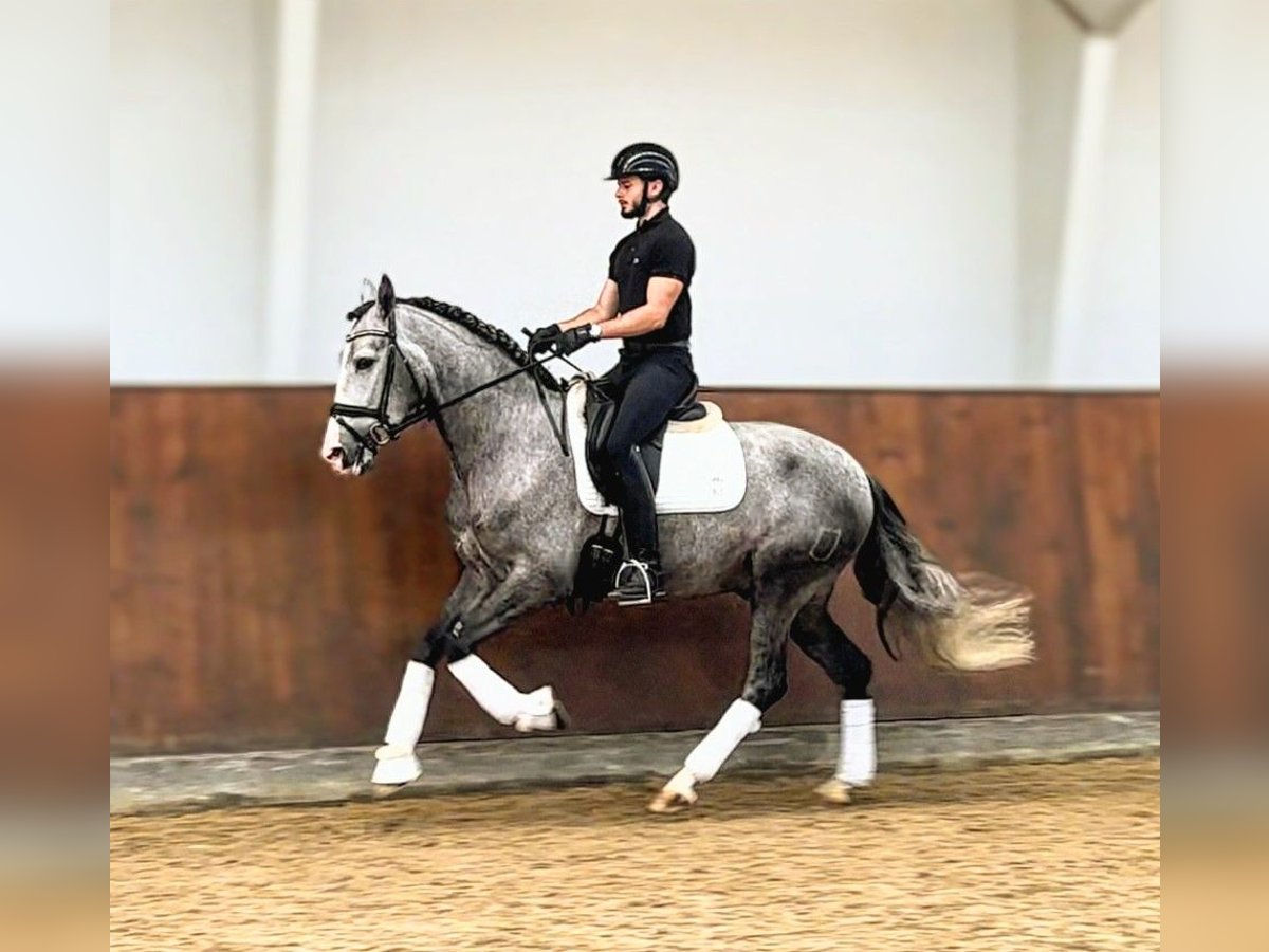 PRE Mix Gelding 4 years 16 hh Grey-Dapple in Valencia