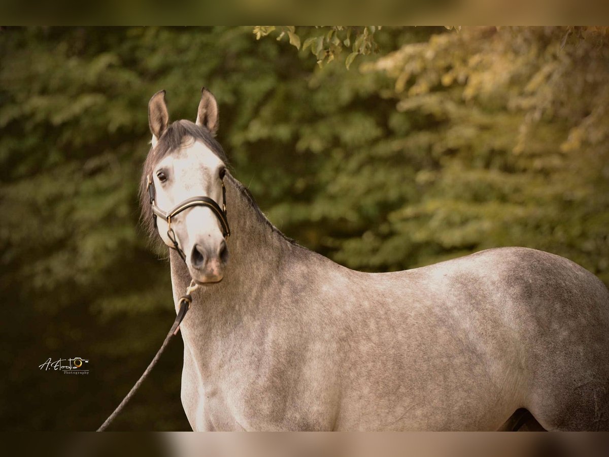 PRE Mix Gelding 4 years 16 hh Grey in Cerilly
