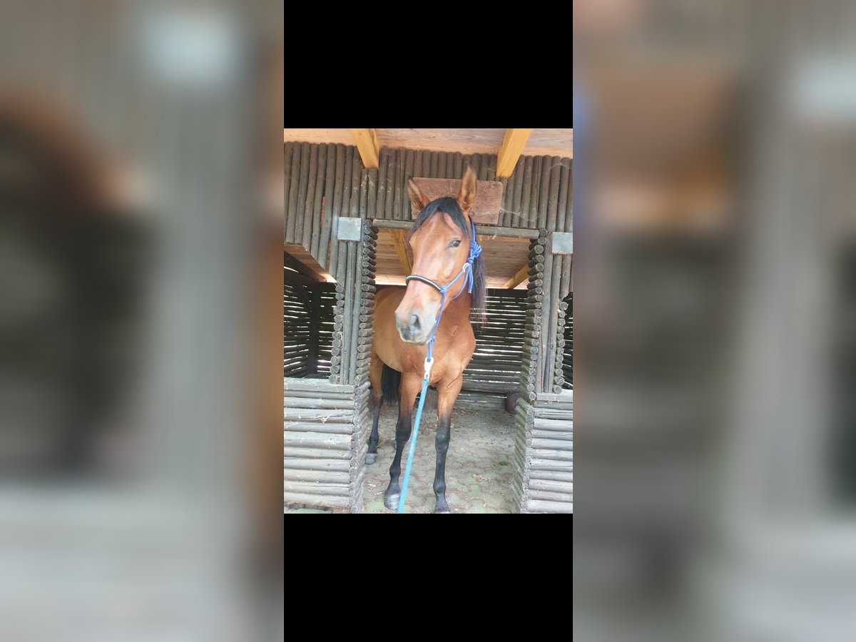 PRE Gelding 4 years 16,1 hh Brown in Lohrheim