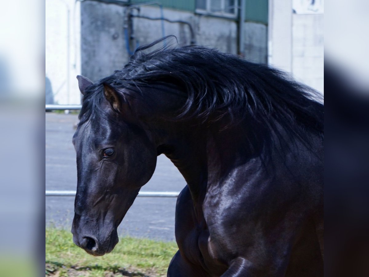 PRE Gelding 4 years in Ourense