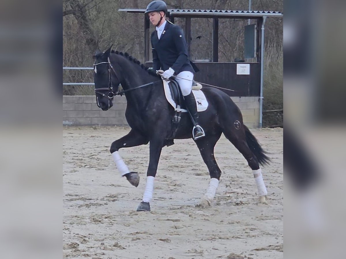 PRE Mix Gelding 4 years in Klettgau