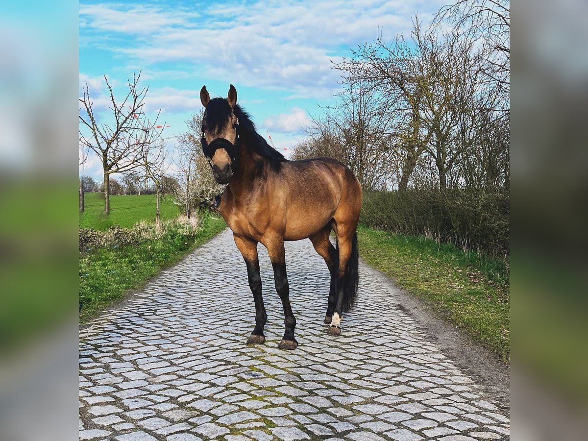 PRE Mix Gelding 5 years 15,2 hh Buckskin in Baben