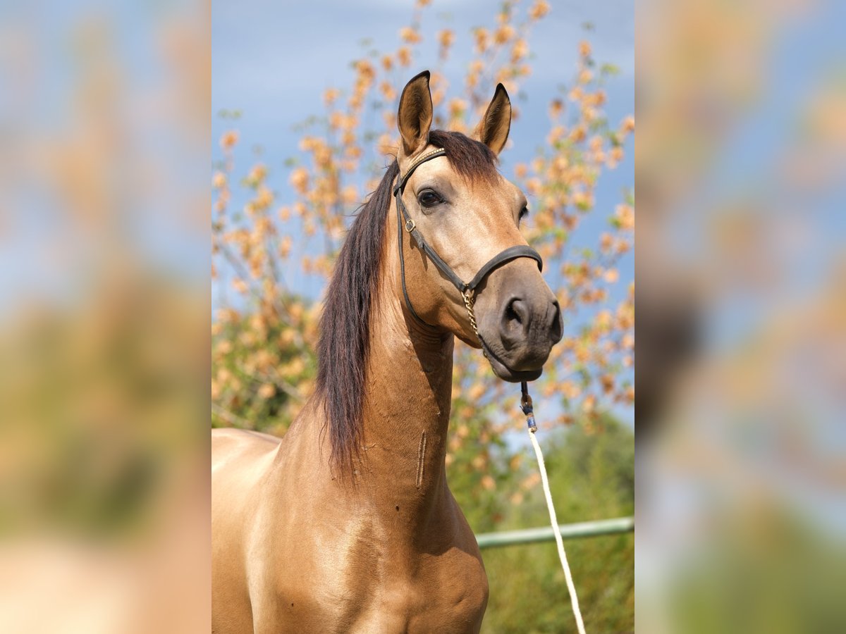 PRE Mix Gelding 5 years 15,2 hh Dun in Hamburg