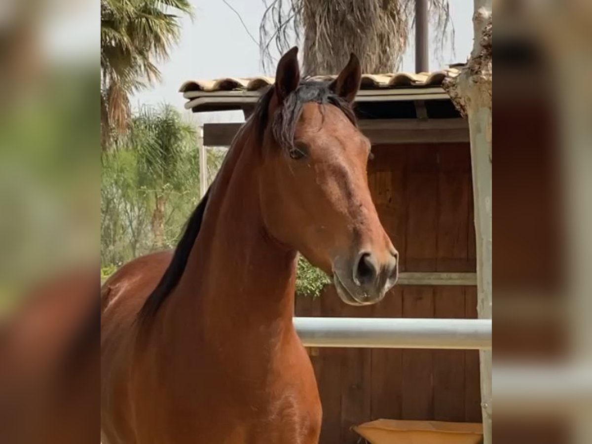 PRE Mix Gelding 5 years 15,1 hh Bay in Málaga